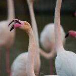 2022-02 - Camargue - Parc ornithologique du Pont de Gau - 16